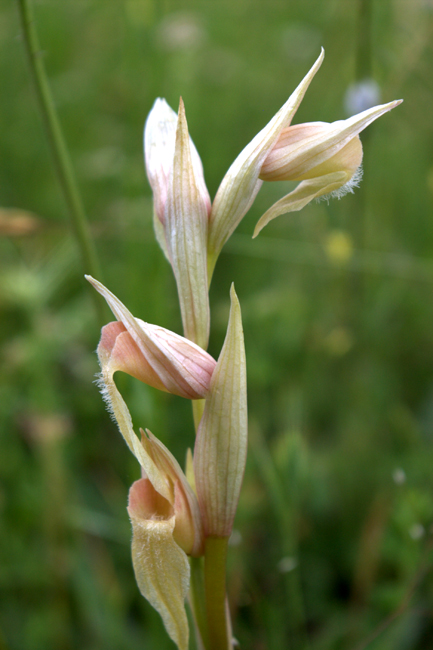 Serapias vomeracea e cordigera con ibridi dalla Lucania